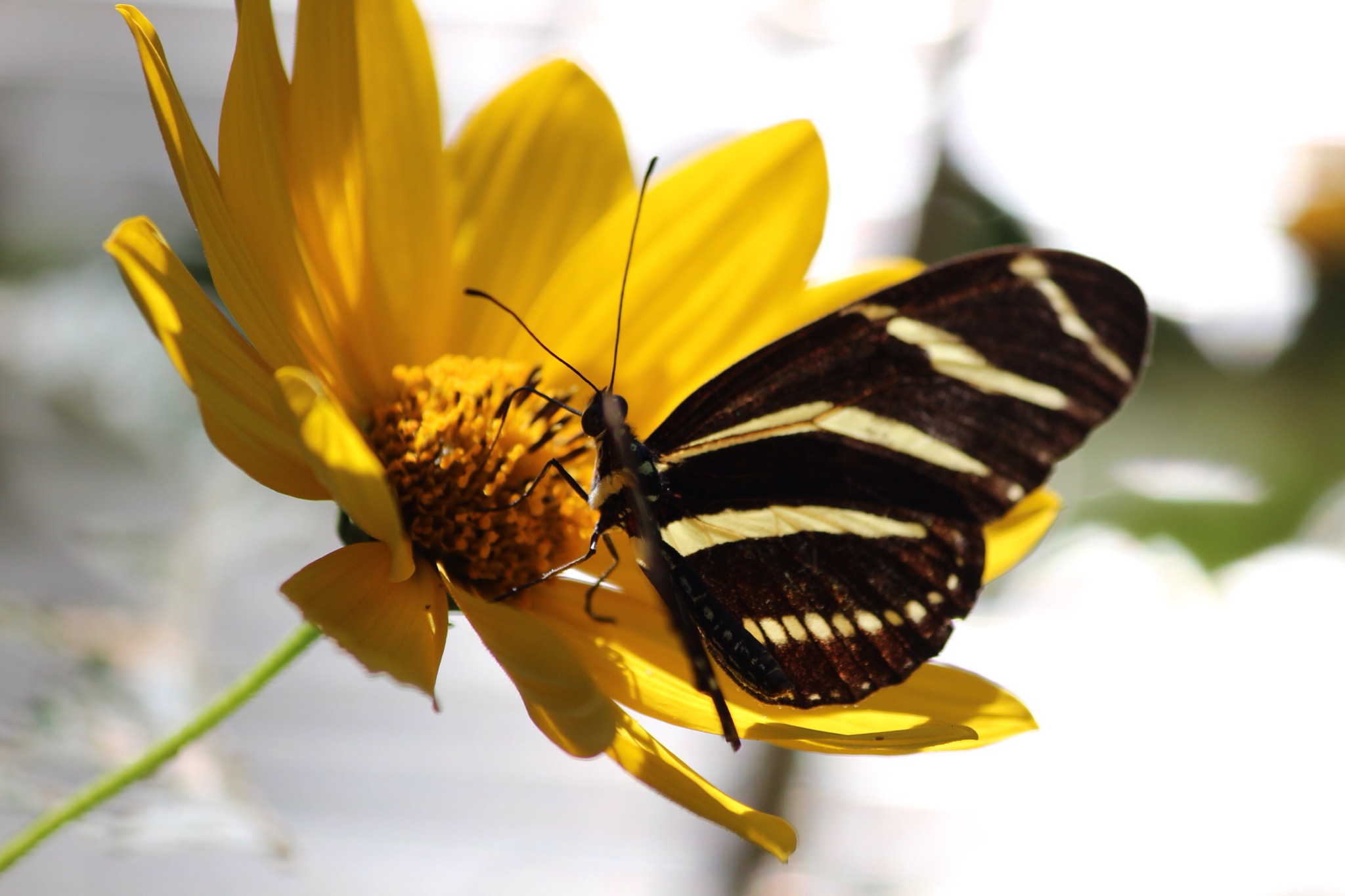Butterfly Wings and Things