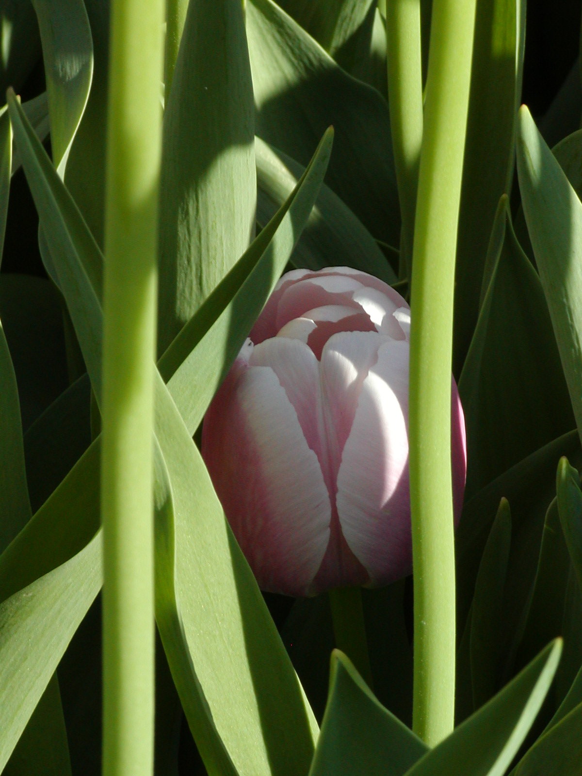 Flowers, Flowers, Flowers – Let’s Get Growing