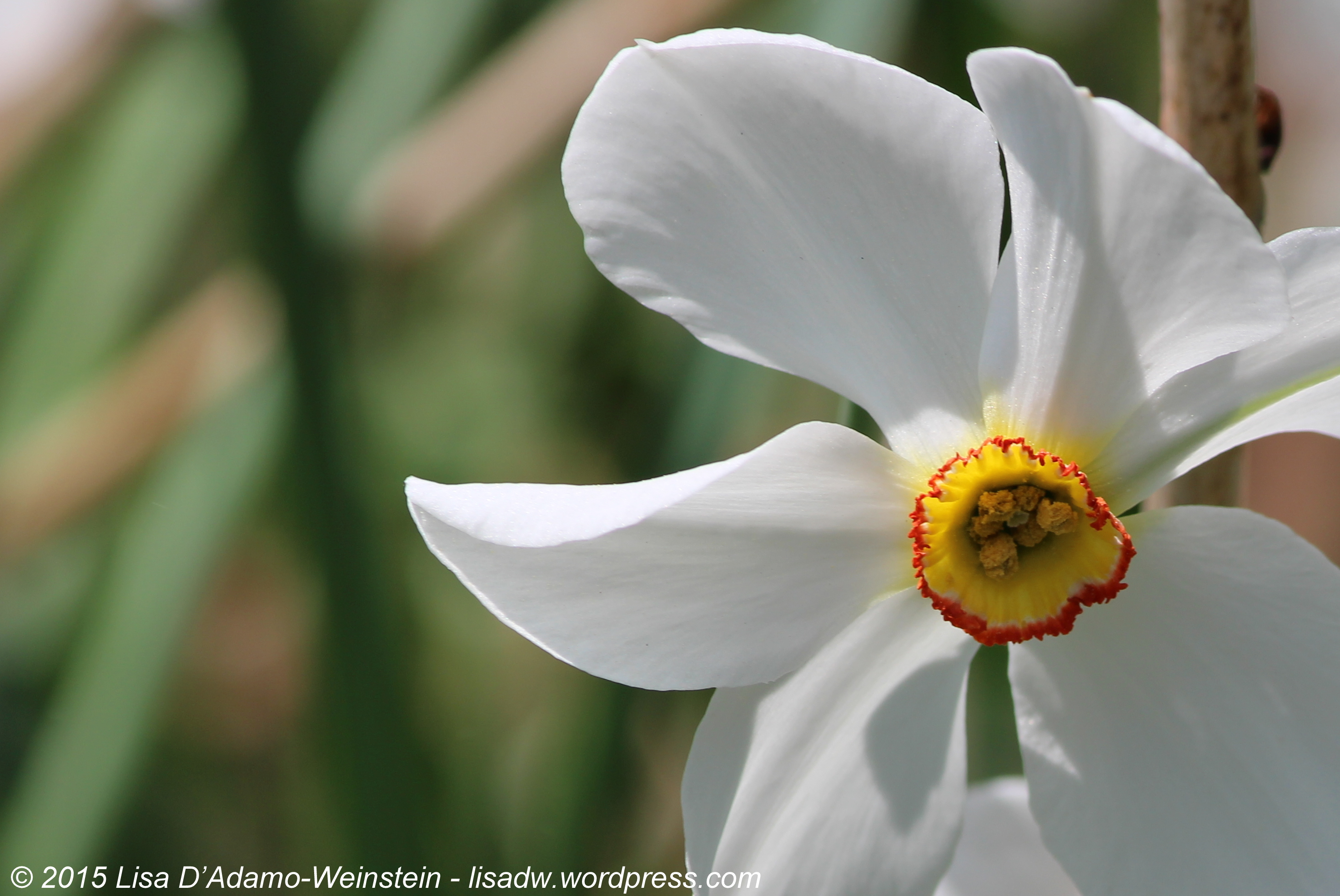 Berkshire Botanicals: Mother’s Day in the Gardens