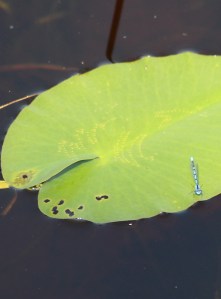 The damselflies moved so fast I had a hard time getting even one shot of them. This is the best I could do. Do you see the difference in the way the damselfly lands? Notice how the wings are folded and not spread open for balance.