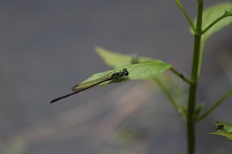 This damselfly was easier to get a shot of right by the pond behind our cabin.