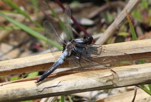 The combination of strong and delicate features on dragonflies makes them endlessly fascinating to watch.