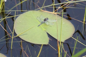 What is more classic than a dragonfly on a lilypad?