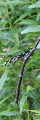 The dots on his wings were bold and beautiful.