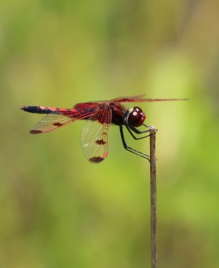 I love the delicate way this red dragonfly hangs on to the reed.